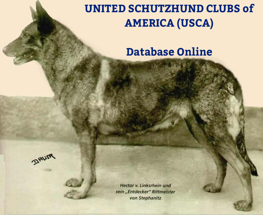 German sales shepherd database